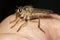 Fly ktyr hornet-shaped on the hand