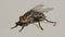 Fly larvae. Maggots close up macro shot. Pest invasion.