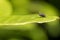 Fly on leaf. Blue bottle fly insect close-up. Selective focus