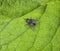 Fly on a leaf of grass in a garden.