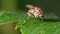 Fly on a leaf - great detail of face and compound eyes