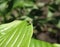 Fly on the leaf photo