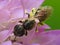 Fly make a pollen bath