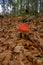 fly mushroom closeup in autumn forest across the fallen yellow leaves. Fall nature