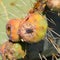 Fly on Nopales or Prickly Pear Cactus fruit or tuna II