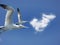 Fly Northern gannet blue sky