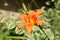 Fly on open blooming Lily or Lilium orange yellow perennial flower surrounded with flower buds on light green leaves background