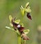 Fly Orchid - Ophrys insectifera