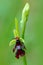 Fly Orchid, Ophrys insectifera, flowering European terrestrial wild orchid, nature habitat, detail of bloom, green clear