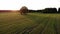 Fly over beautiful landscape with huge lonely oak tree against sunset, aerial view, top shot, drone, from above