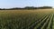 Fly Over Corn Field