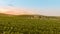 Fly over a hillside, over rows of vineyards