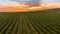 Fly over a hillside, over rows of vineyards