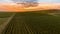 Fly over a hillside, over rows of vineyards