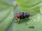 A fly perched on a leaf, on a blurred background. Animal macro photo