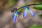 Fly Perched on Siberian Squill Flowers