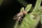 Fly perched on top of a verdant leaf