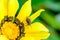 fly perched on yellow flower