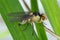 Fly of Phytomyza rufipes Diptera, Agromyzidae is pest od Brassicaceae e.g mustard, rapeseed, cabbage, cauliflower, broccoli,