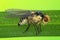 Fly of Phytomyza rufipes Diptera, Agromyzidae is pest od Brassicaceae e.g mustard, rapeseed, cabbage, cauliflower, broccoli,