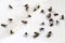 Fly, pile fly, closeup many the bulk of the flies fly dead on white ground, flies are carriers of typhoid tuberculosis