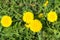 Fly pollinating flower dandelion. Grass