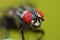 Fly red compound eyes