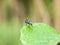 A fly resting at the edge of a leaf outside in spring meadow in