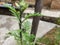 A fly resting on a green plant\'s branches with tiny black pest feeding and harming the plant