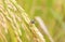 Fly on rice field in north Thailand, nature food landscape background