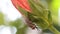 The fly sits on a flower and rubs its her head