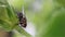 The fly sits on a flower and small honey bee flying around.