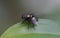 Fly sits on a geen leaf in the forest