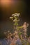 A fly sits on a yarrow against the setting sun