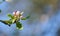 Fly sitting on a Paradise apple tree against a blurry background in a garden. Closeup of a bug blowfly feeding off