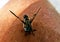 Fly Tabanidae on human leg