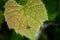 A fly on a textured grape leaf in Missouri.