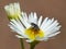 Fly On Tiny Daisy 2