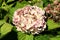 Fly on top of Hydrangea or Hortensia flowering garden shrub with bunch of small light pink flowers with pointy petals