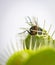 A fly trapped inside a venus fly trap plant