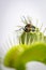 Fly trapped inside a venus fly trap plant