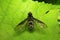 Fly , Unidentified , Aarey Milk Colony , INDIA