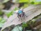 A fly that usually lands on food, garbage or carrion that can spread various diseases is perched on a green leaf