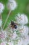 Fly on a white flower on a green background close-up. Poisonous flower water Hemlock. The fly has textured wings and a hairy body