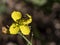 A fly on a yellow wildflower, shot closeup