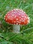 Flyagaric