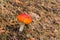 Flyagaric in an autumnal coniferous forest