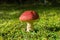 Flyagaric mushroom