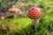 Flyagaric mushroom in moss