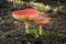 Flyagaric mushroom in New Zealand